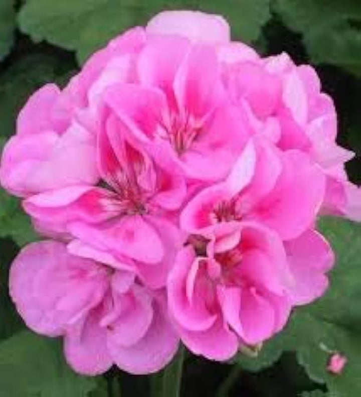 Pink Univalve Geranium Flower Seeds for Planting - 100 pcs