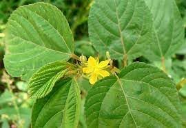 corchorus flower flower seeds