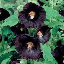 organic hollyhock flower seeds