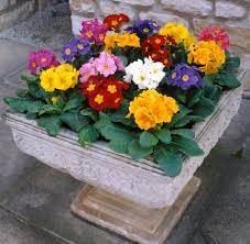 Flower Seeds, Seeds for Planting, Plant Seeds