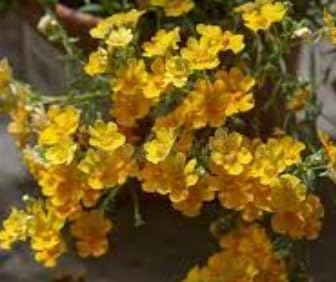 Flower Seeds, Seeds for Planting, Plant Seeds