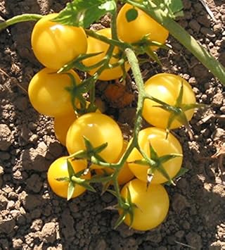 Yellow Cherry Tomato Vegetable Seeds for Planting