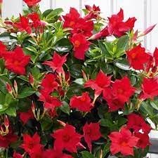 Flower Seeds, Seeds for Planting, Plant Seeds