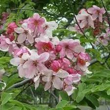 javanica flower flower seeds