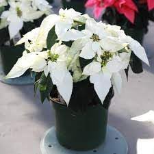 heirloom euphorbia flower seeds