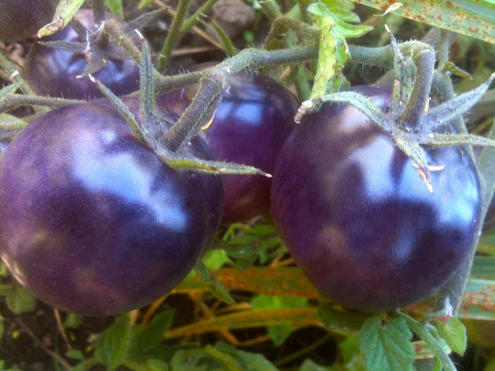 Tomato Seeds for Planting