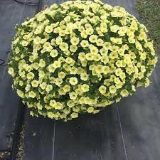 Flower Seeds, Seeds for Planting, Plant Seeds