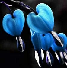 Flower Seeds, Seeds for Planting, Plant Seeds