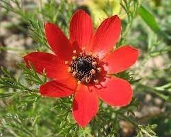adonis flower flower seeds