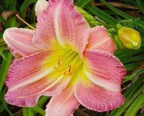 Flower Seeds, Seeds for Planting, Plant Seeds