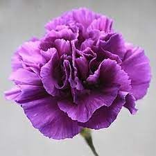 carnation flower flower seeds