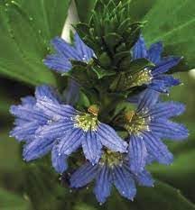 Flower Seeds, Seeds for Planting, Plant Seeds