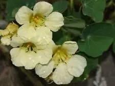 yellow light flower seeds