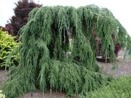 Flower Seeds, Seeds for Planting, Plant Seeds