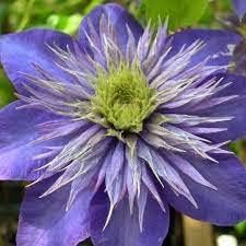 Flower Seeds, Seeds for Planting, Plant Seeds