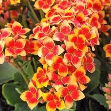 Flower Seeds, Seeds for Planting, Plant Seeds