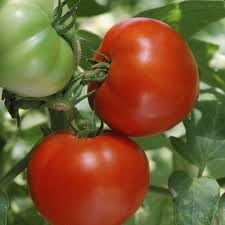 Heirloom Non-GMO Burbank Tomato Vegetable Seeds for Garden Planting
