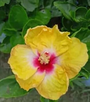 Flower Seeds, Seeds for Planting, Plant Seeds