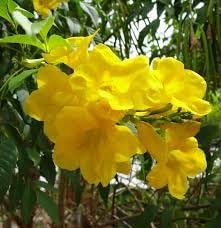 Flower Seeds, Seeds for Planting, Plant Seeds