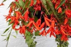 boliviensis flower flower seeds