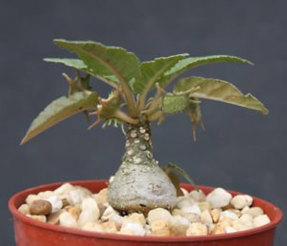 Green Dorstenia Foetida Plant Seeds for Planting-Exotic Gardens