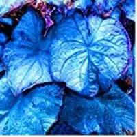 blue caladium flower seeds