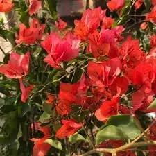bougainvillea flower flower seeds