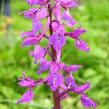 mascula flower flower seeds
