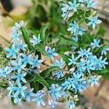 tweedia flower flower seeds