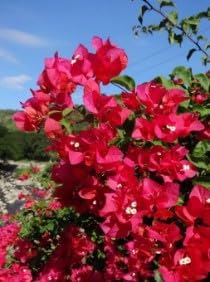 Flower Seeds, Seeds for Planting, Plant Seeds