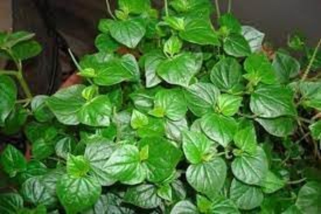 Flower Seeds, Seeds for Planting, Plant Seeds