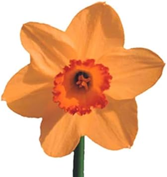 Flower Seeds, Seeds for Planting, Plant Seeds