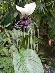 tacca nivea flower seeds