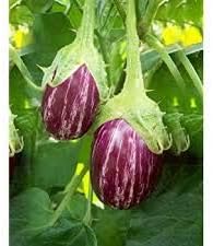 Vegetable Seeds, Seeds for Planting, Plant Seeds