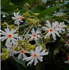heirloom coral flower seeds