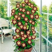 Flower Seeds, Seeds for Planting, Plant Seeds