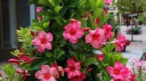 Flower Seeds, Seeds for Planting, Plant Seeds