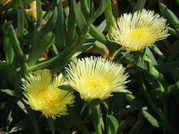 Flower Seeds, Seeds for Planting, Plant Seeds