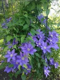 Flower Seeds, Seeds for Planting, Plant Seeds