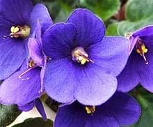 Flower Seeds, Seeds for Planting, Plant Seeds