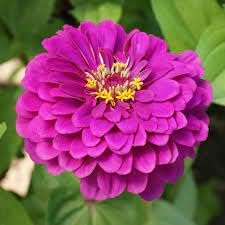 Flower Seeds, Seeds for Planting, Plant Seeds