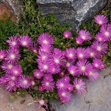 delosperma flower flower seeds