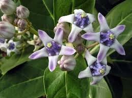 gigantea flower flower seeds