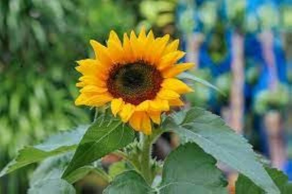 oxeye sunflower flower seeds