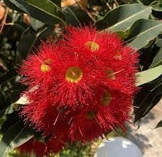 heirloom non flower seeds