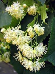 genipap littleleaf flower seeds
