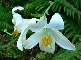 lilium flower flower seeds