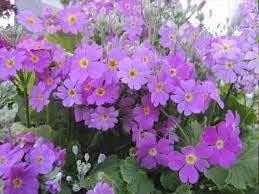 Flower Seeds, Seeds for Planting, Plant Seeds