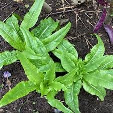 Asparagus Lettuce Celtuce Seeds for Planting