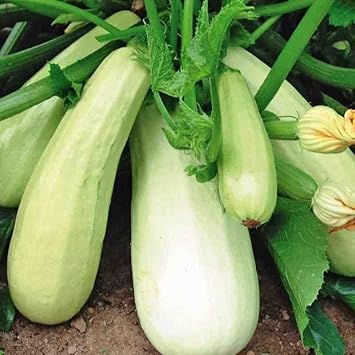 Vegetable Seeds, Seeds for Planting, Plant Seeds